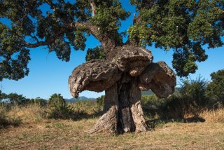 no title - source : vi_arburacellu_ghisonaccia_corse_orientale.jpg