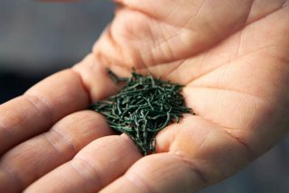 no title - source : vi_spiruline1566573544.jpg